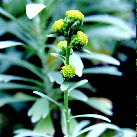 芙蓉菊|植物小记